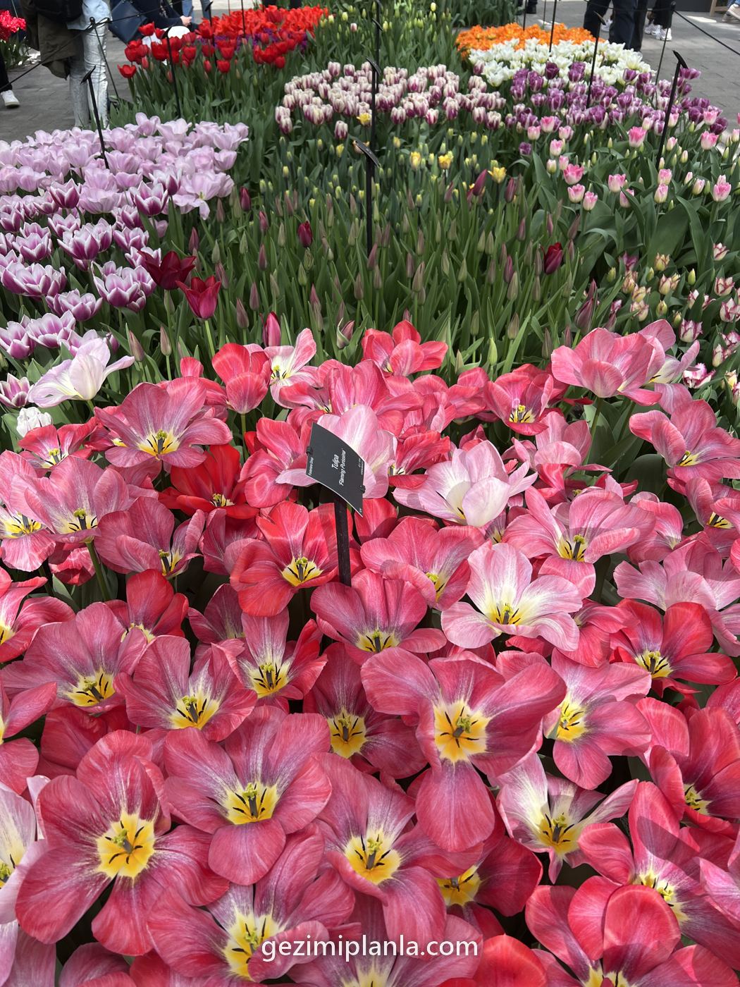 Keukenhof'ta pembe laleler