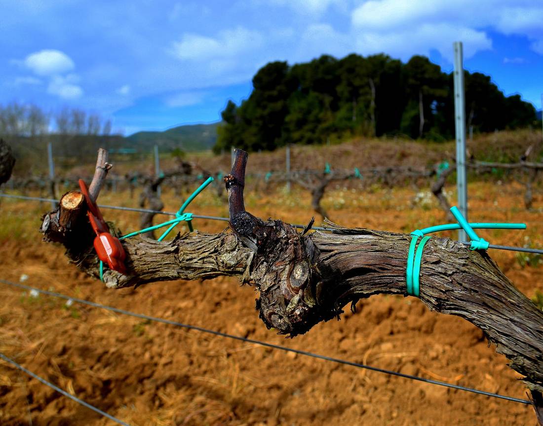 Penedès'te asma sıraları