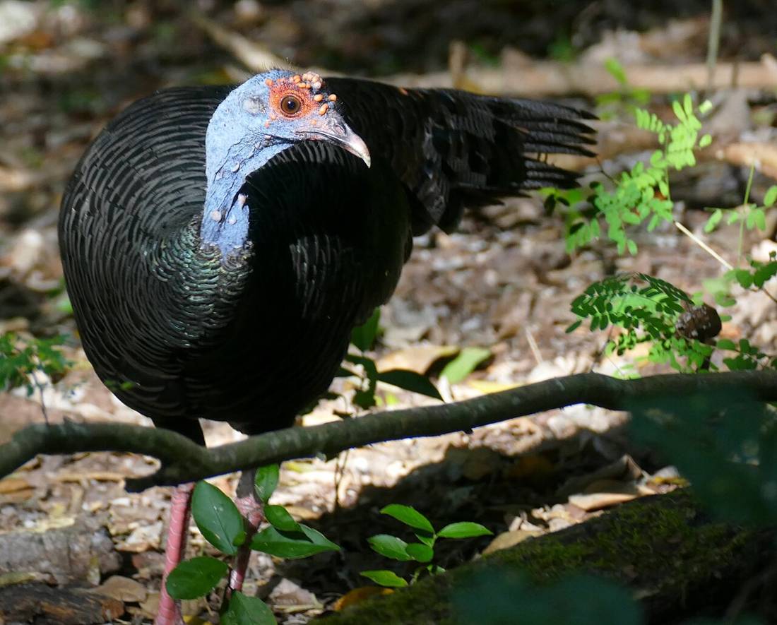 Calakmul ormanında yaban hayatı