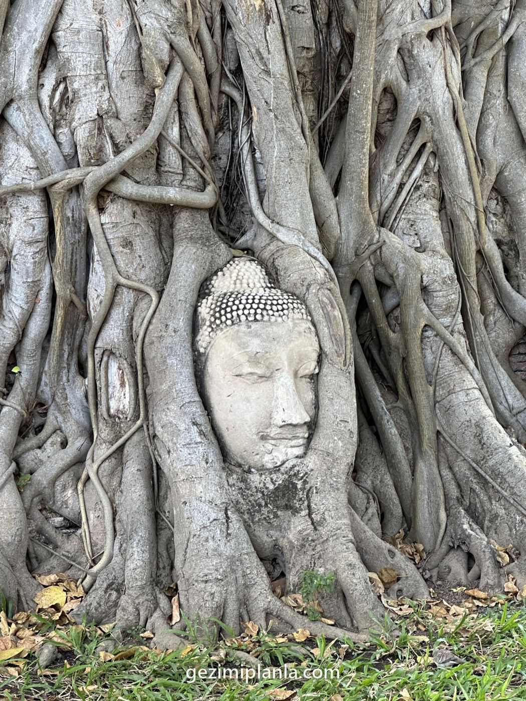 Ayutthaya'da ağaç köklerinin arasındaki Buda başı