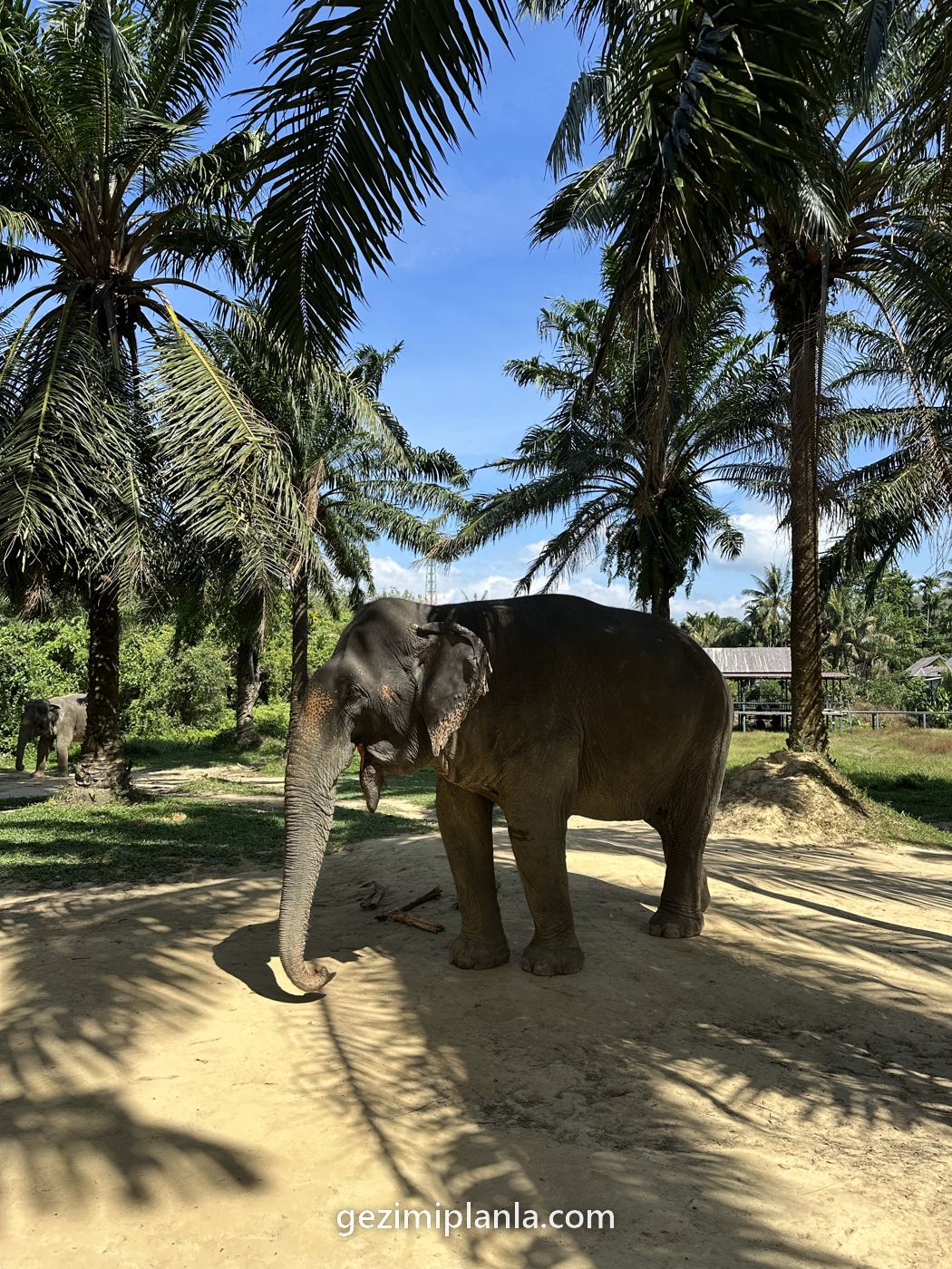 Koh Lanta'da bakımevinde fil